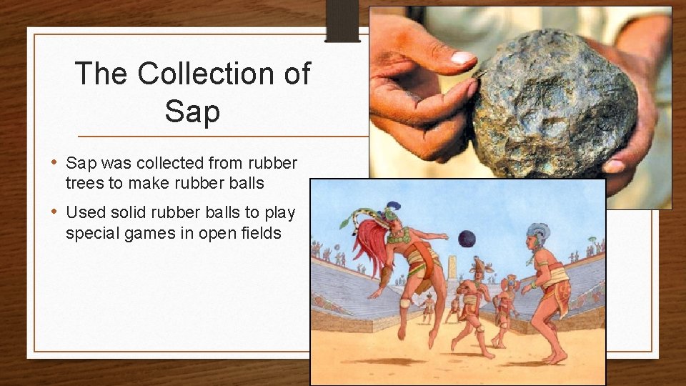 The Collection of Sap • Sap was collected from rubber trees to make rubber