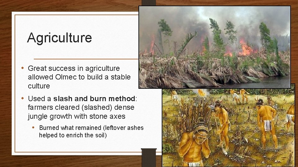 Agriculture • Great success in agriculture allowed Olmec to build a stable culture •