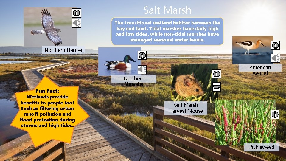 Salt Marsh The transitional wetland habitat between the bay and land. Tidal marshes have