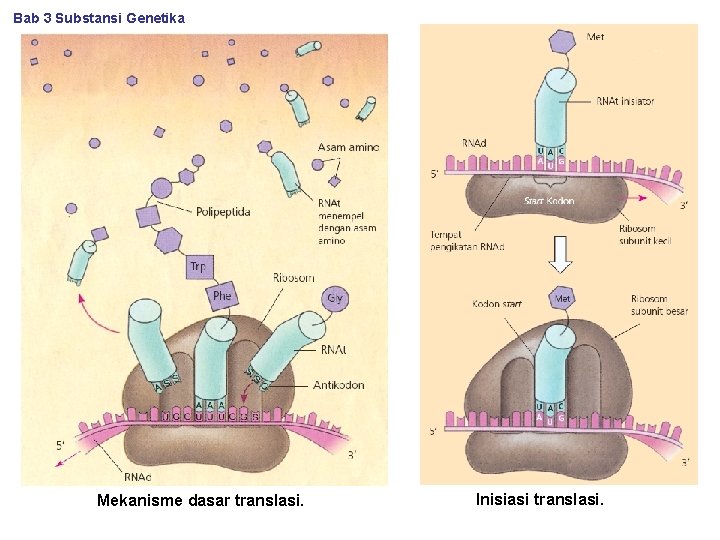 Bab 3 Substansi Genetika Mekanisme dasar translasi. Inisiasi translasi. 