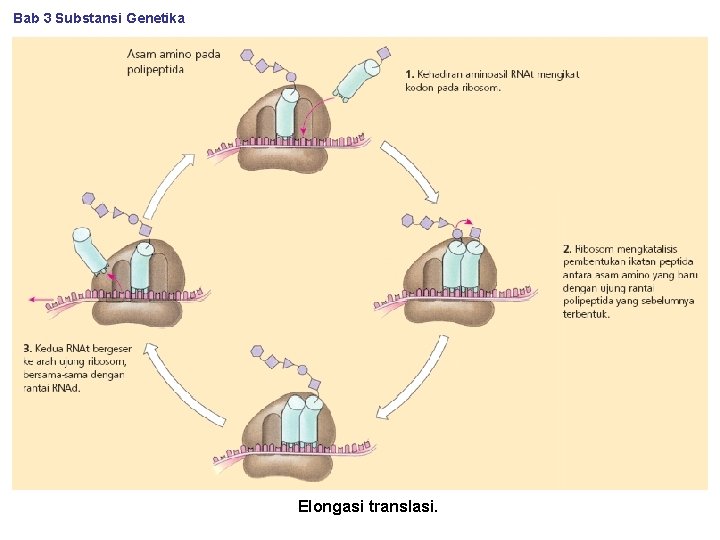 Bab 3 Substansi Genetika Elongasi translasi. 