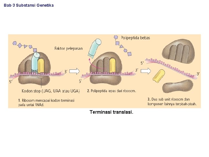 Bab 3 Substansi Genetika Terminasi translasi. 