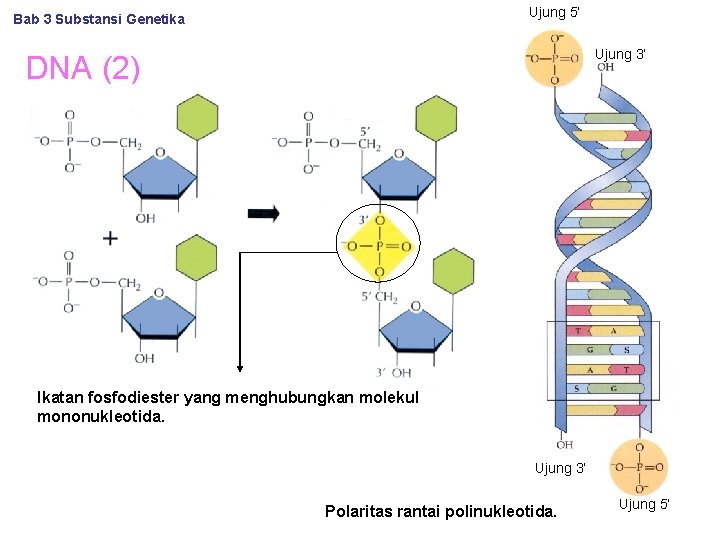 Ujung 5’ Bab 3 Substansi Genetika Ujung 3’ DNA (2) Ikatan fosfodiester yang menghubungkan