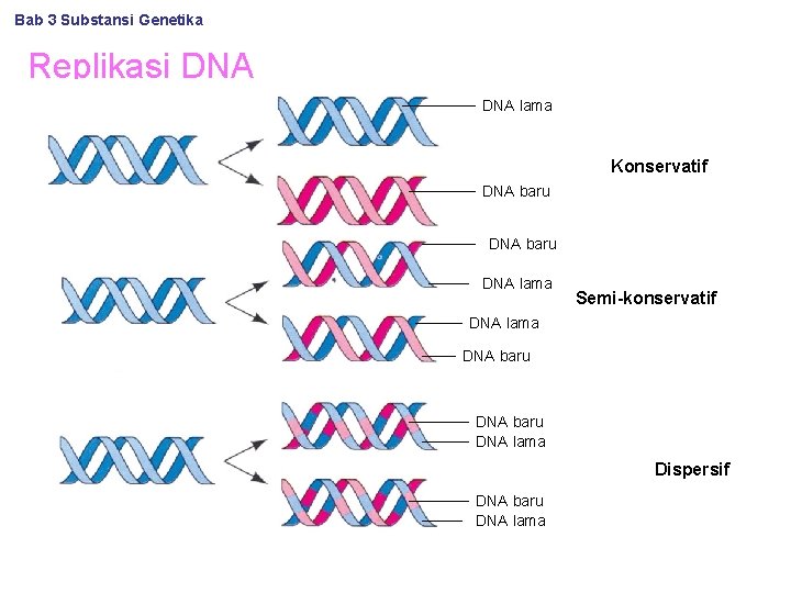 Bab 3 Substansi Genetika Replikasi DNA lama Konservatif DNA baru DNA lama Semi-konservatif DNA