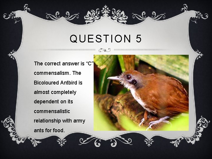 QUESTION 5 The correct answer is “C” commensalism. The Bicoloured Antbird is almost completely