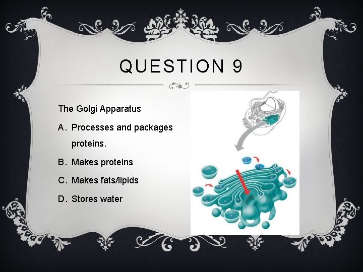 QUESTION 9 The Golgi Apparatus A. Processes and packages proteins. B. Makes proteins C.