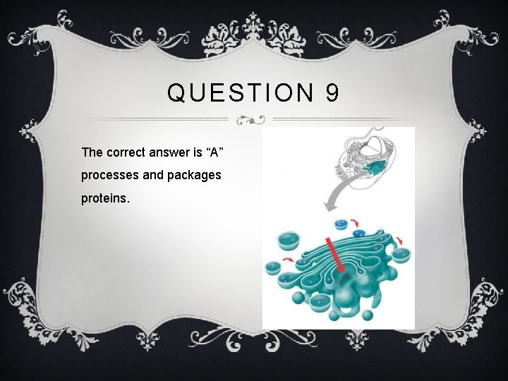 QUESTION 9 The correct answer is “A” processes and packages proteins. 