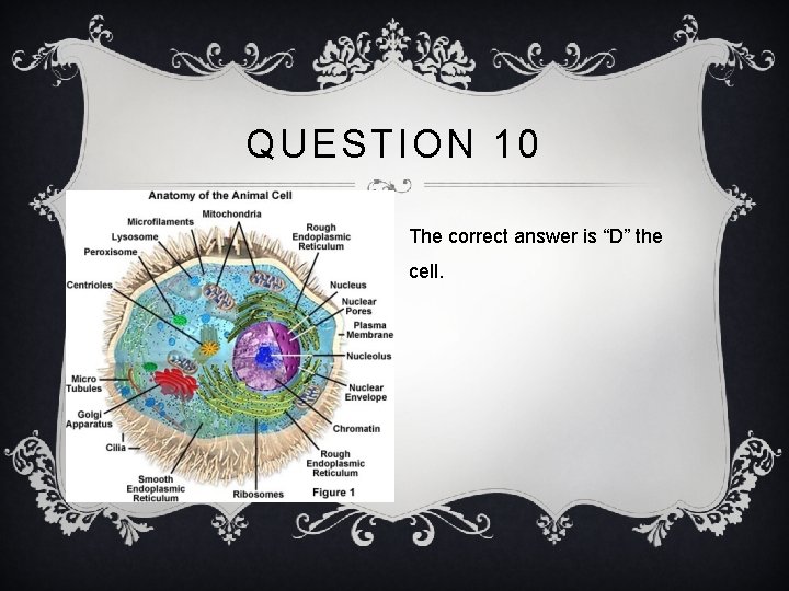 QUESTION 10 The correct answer is “D” the cell. 