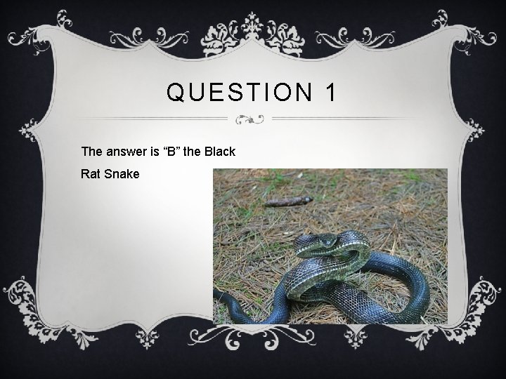 QUESTION 1 The answer is “B” the Black Rat Snake 