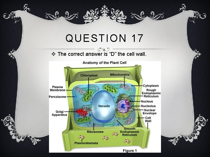 QUESTION 17 v The correct answer is “D” the cell wall. 