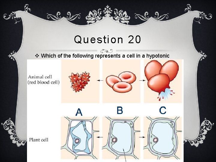 Question 20 v Which of the following represents a cell in a hypotonic solution?