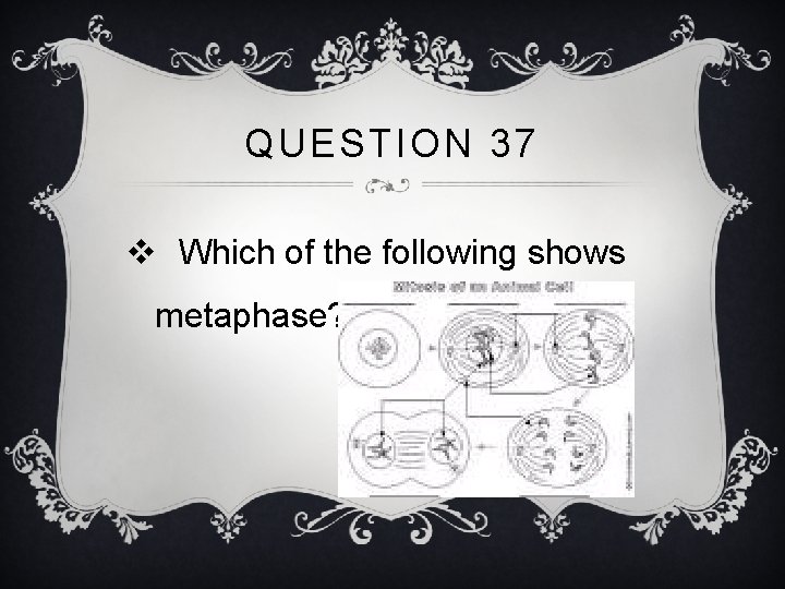 QUESTION 37 v Which of the following shows metaphase? 