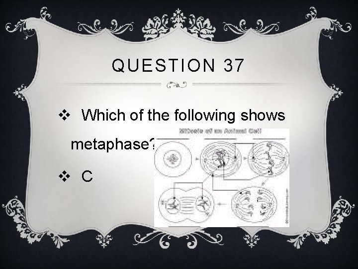 QUESTION 37 v Which of the following shows metaphase? v C 