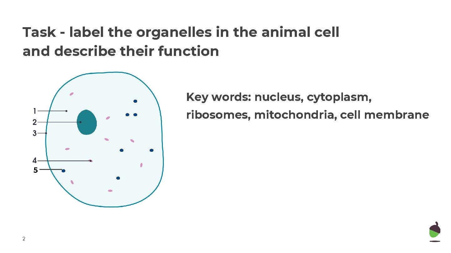 Task - label the organelles in the animal cell and describe their function Key