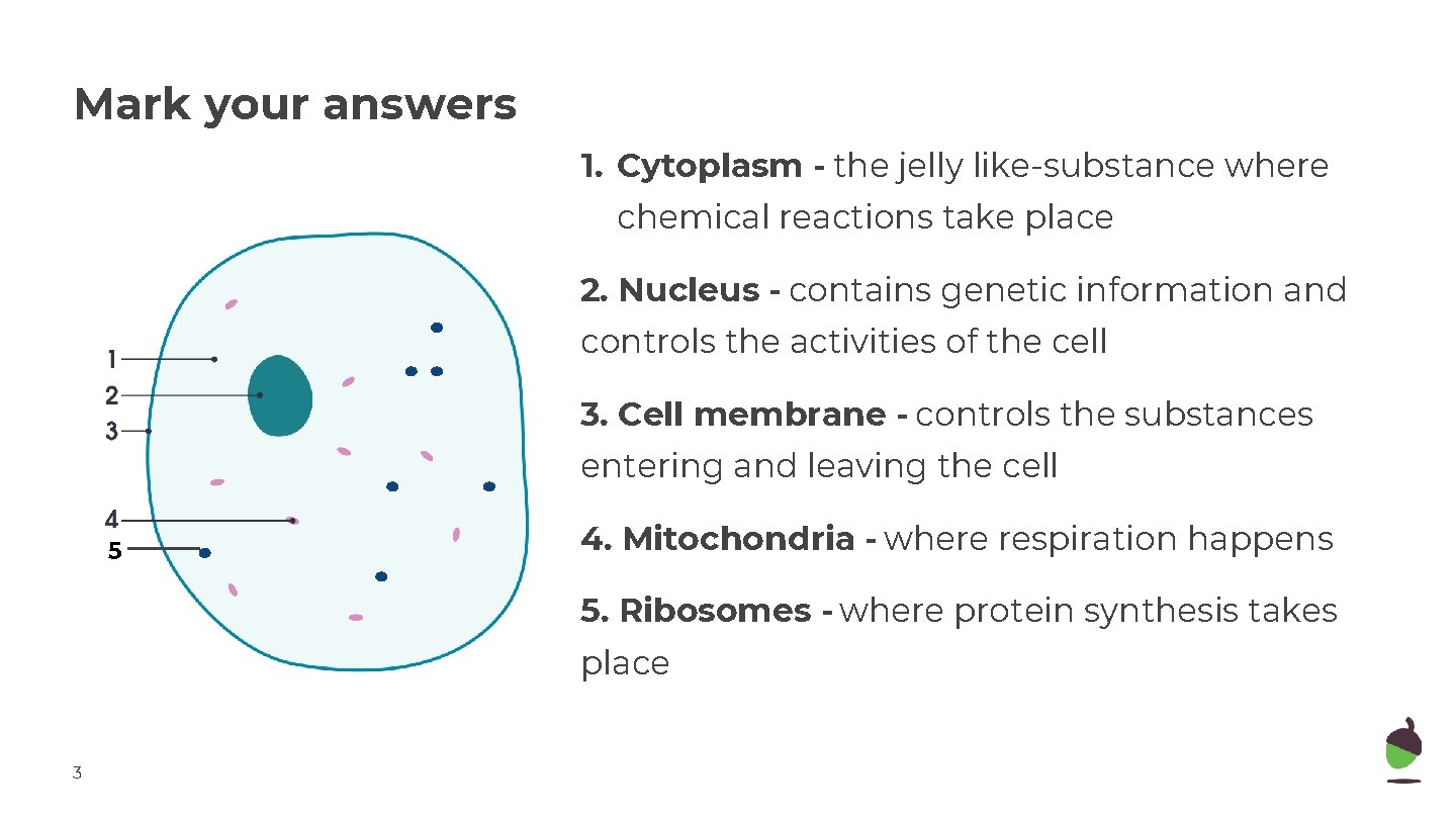 Mark your answers 1. Cytoplasm - the jelly like-substance where chemical reactions take place