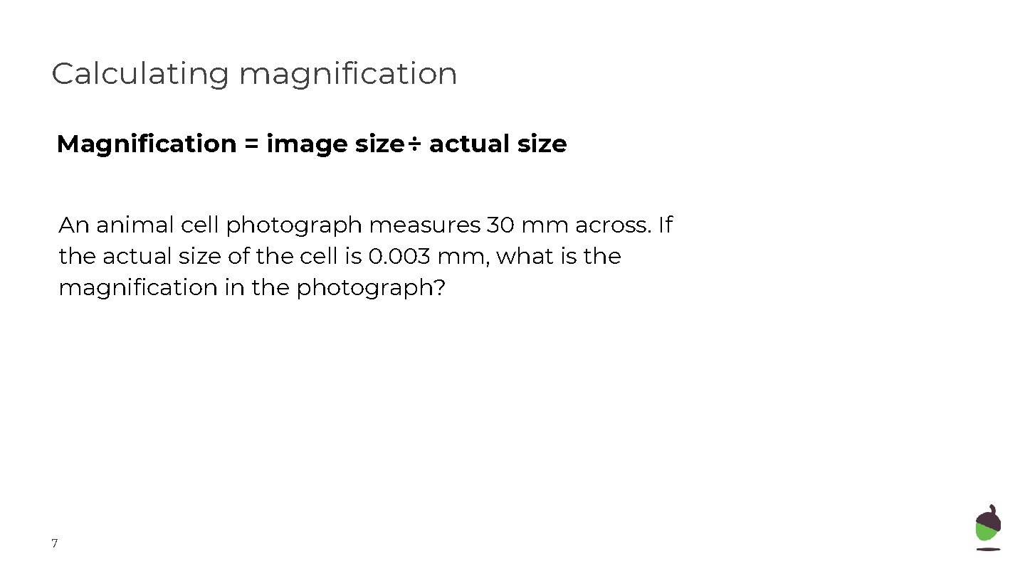 Calculating magnification Magnification = image size ÷ actual size An animal cell photograph measures