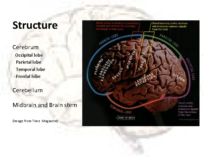 Structure Cerebrum Occipital lobe Parietal lobe Temporal lobe Frontal lobe Cerebellum Midbrain and Brain