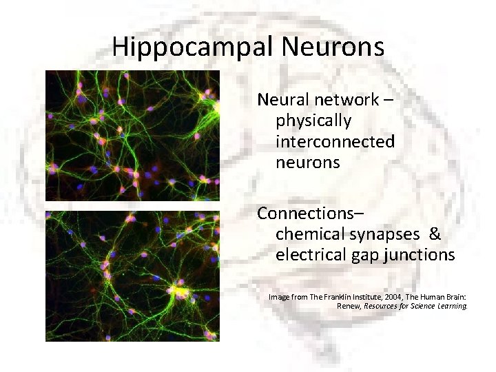 Hippocampal Neurons Neural network – physically interconnected neurons Connections– chemical synapses & electrical gap