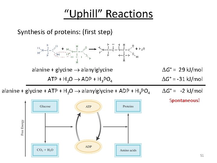 “Uphill” Reactions Synthesis of proteins: (first step) alanine + glycine alanylglycine G° = 29