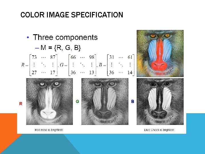 COLOR IMAGE SPECIFICATION 