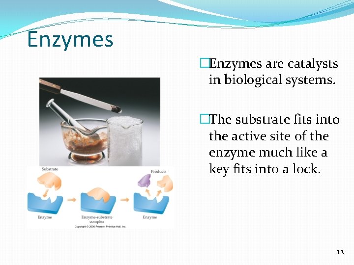 Enzymes �Enzymes are catalysts in biological systems. �The substrate fits into the active site