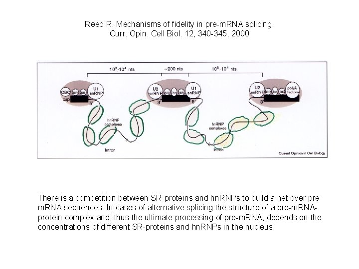Reed R. Mechanisms of fidelity in pre-m. RNA splicing. Curr. Opin. Cell Biol. 12,