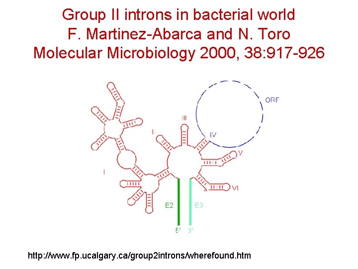 Group II introns in bacterial world F. Martinez-Abarca and N. Toro Molecular Microbiology 2000,