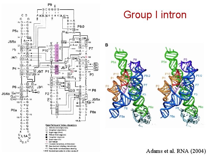 Group I intron Adams et al. RNA (2004) 