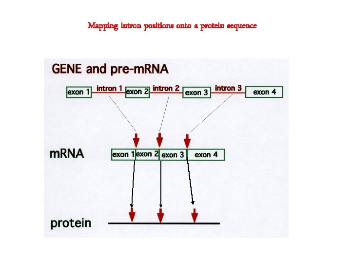 Mapping intron positions onto a protein sequence 
