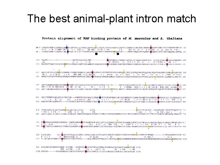 The best animal-plant intron match 