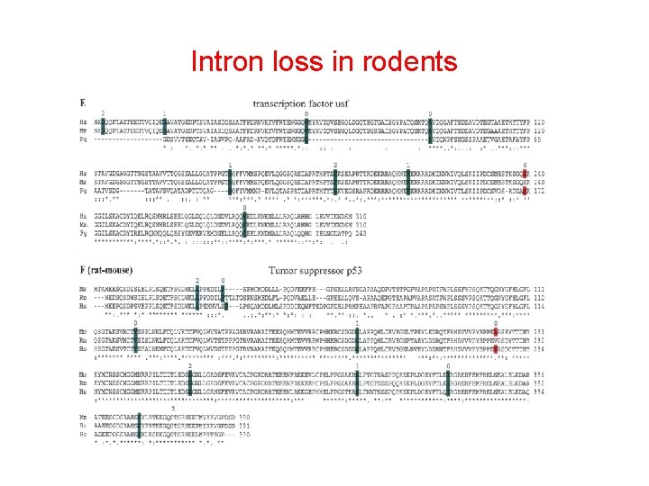 Intron loss in rodents 