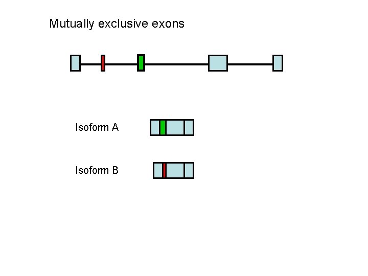 Mutually exclusive exons Isoform A Isoform B 
