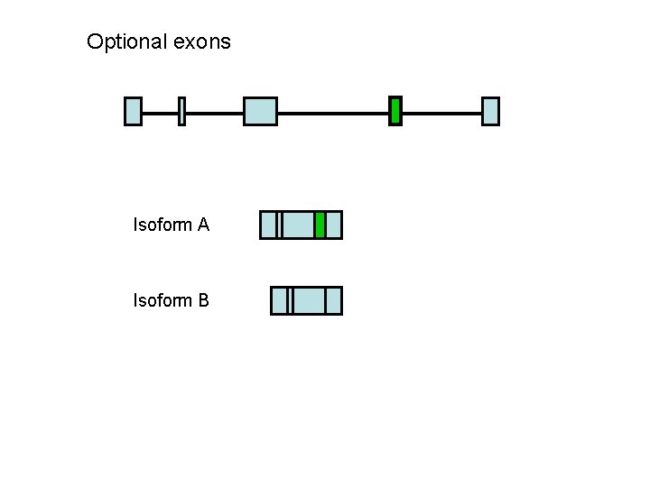 Optional exons Isoform A Isoform B 