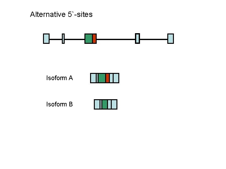 Alternative 5`-sites Isoform A Isoform B 