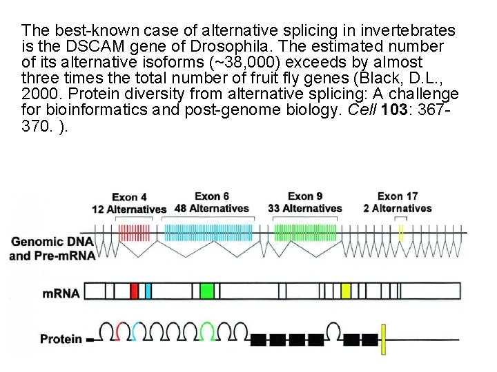 The best-known case of alternative splicing in invertebrates is the DSCAM gene of Drosophila.