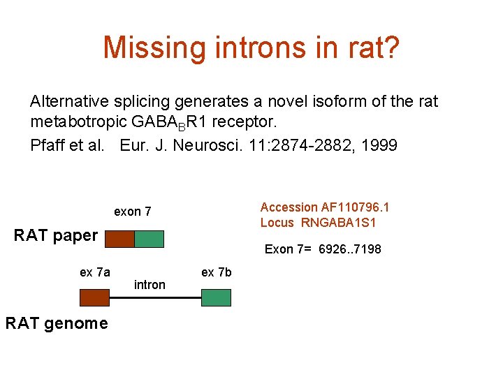 Missing introns in rat? Alternative splicing generates a novel isoform of the rat metabotropic