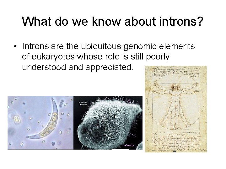 What do we know about introns? • Introns are the ubiquitous genomic elements of