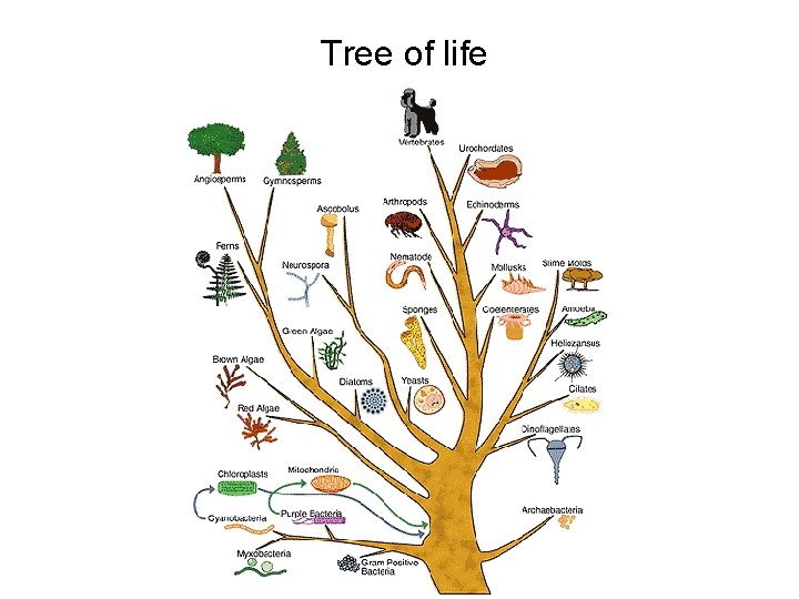 Tree of life 