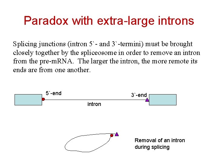 Paradox with extra-large introns Splicing junctions (intron 5`- and 3`-termini) must be brought closely