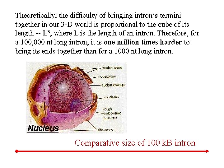 Theoretically, the difficulty of bringing intron’s termini together in our 3 -D world is