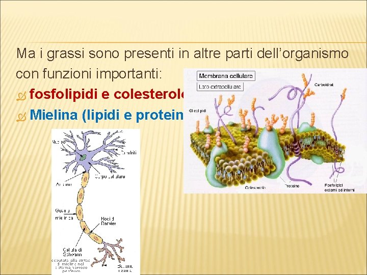 Ma i grassi sono presenti in altre parti dell’organismo con funzioni importanti: fosfolipidi e