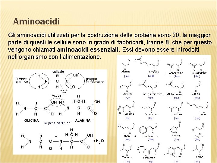 Aminoacidi Gli aminoacidi utilizzati per la costruzione delle proteine sono 20. la maggior parte