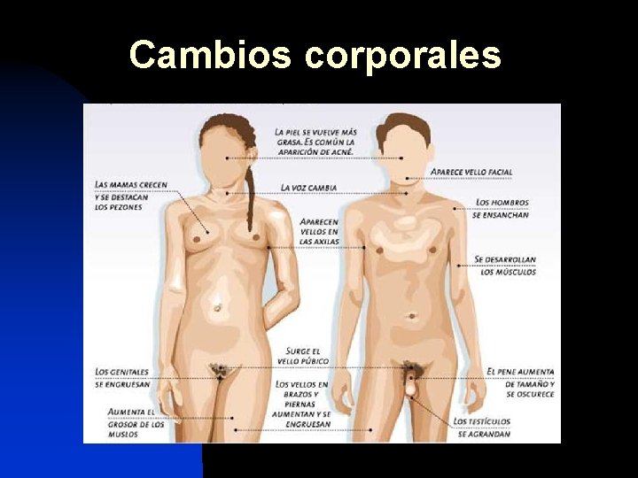 Cambios corporales 