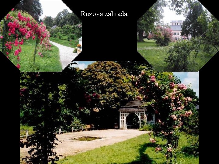 Ruzova zahrada 