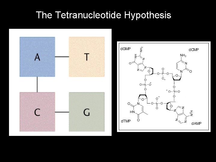 The Tetranucleotide Hypothesis 