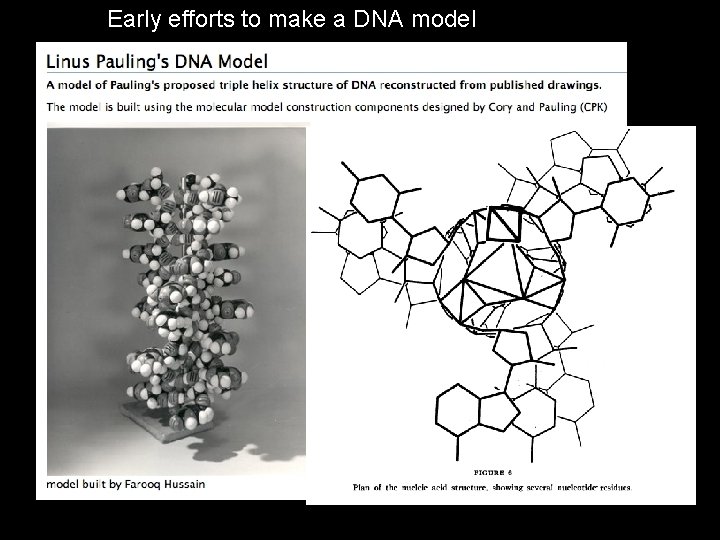 Early efforts to make a DNA model 