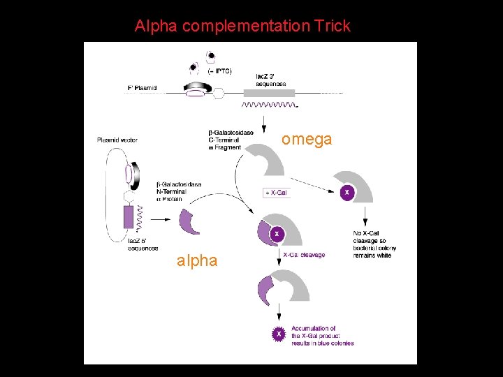 Alpha complementation Trick omega alpha 