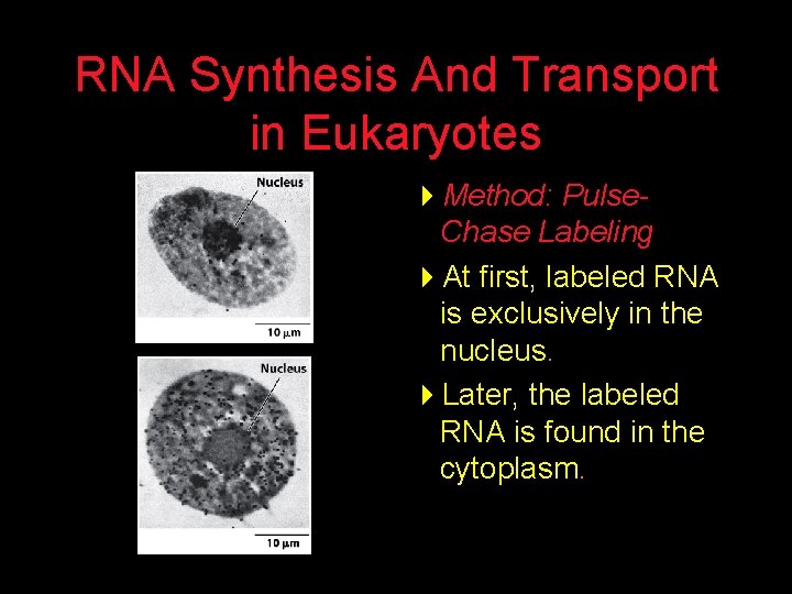 RNA Synthesis And Transport in Eukaryotes 4 Method: Pulse. Chase Labeling 4 At first,