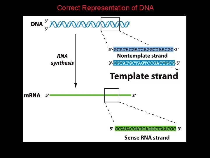 Correct Representation of DNA 