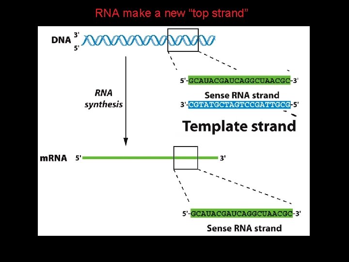 RNA make a new “top strand” 